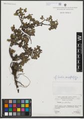 Foto von Salix serpyllifolia Scop.